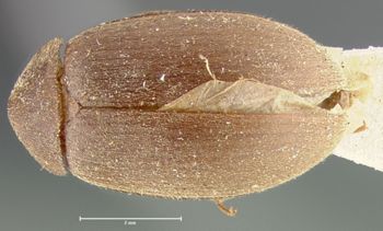 Media type: image;   Entomology 7133 Aspect: habitus dorsal view